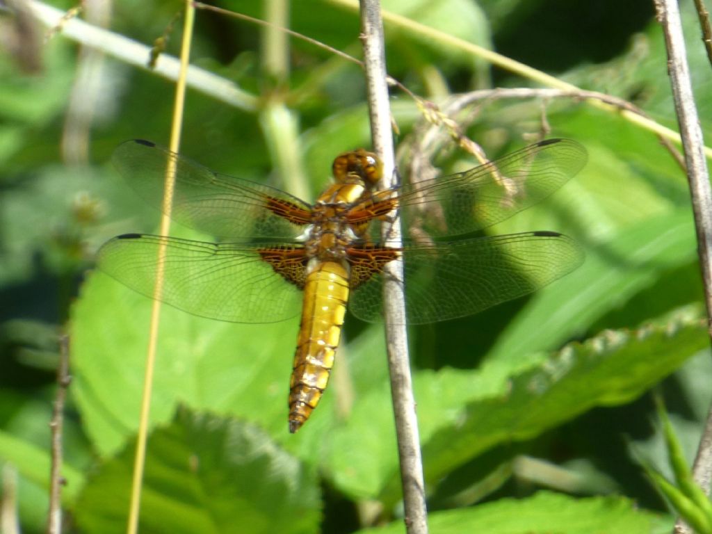 Libellula depressa